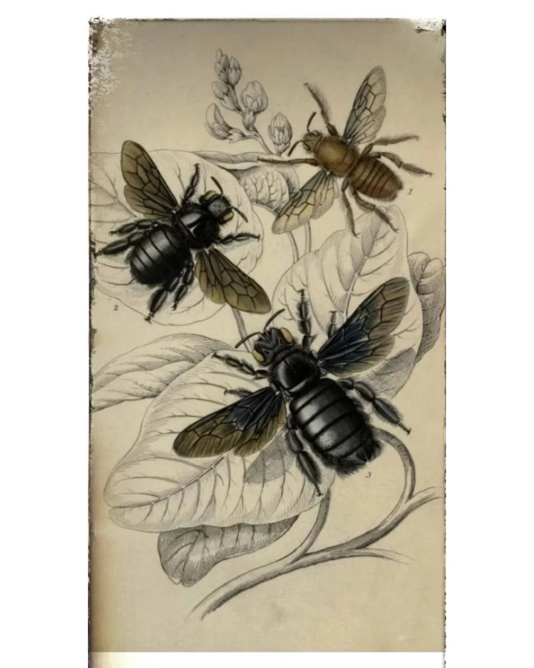 OPERA PRIMA PROFUMI "L'APICOLTORE"