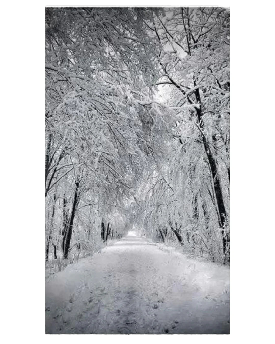 OPERA PRIMA PROFUMI  "NEVE"